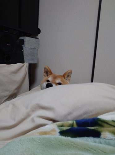 飼い主さんをチラリ