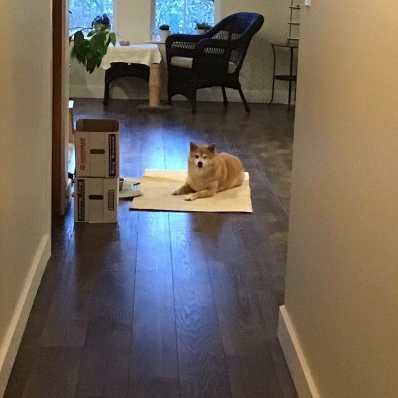 ごはんやおやつがほしいとこうなる