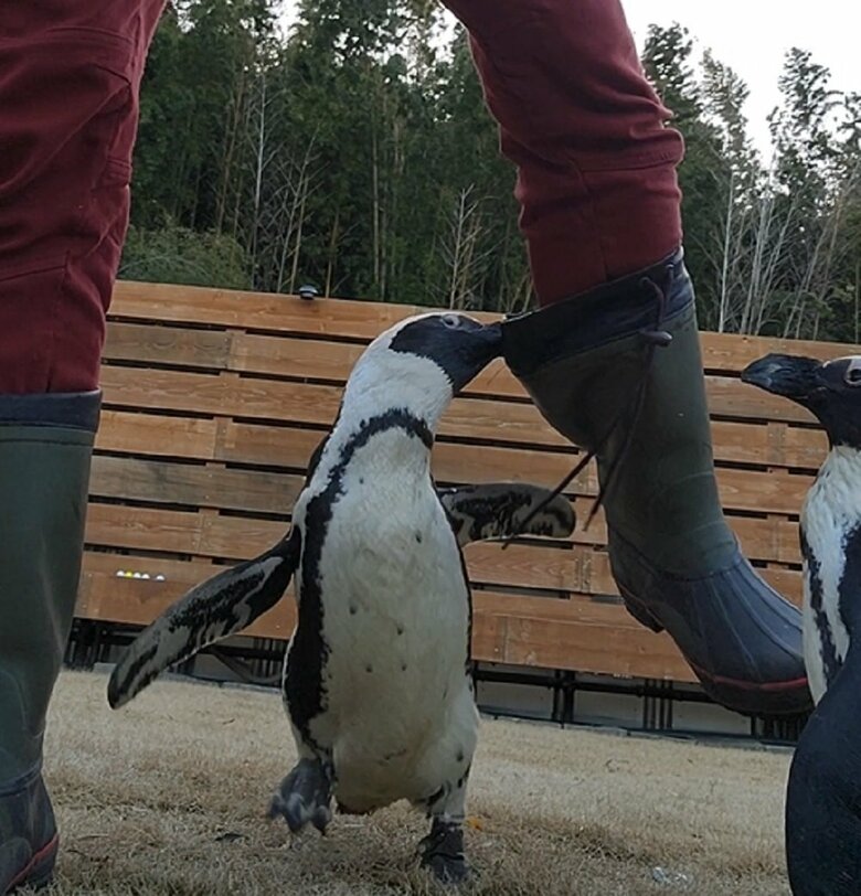 ペンちゃんを守るためにガンくんは怒っていたという