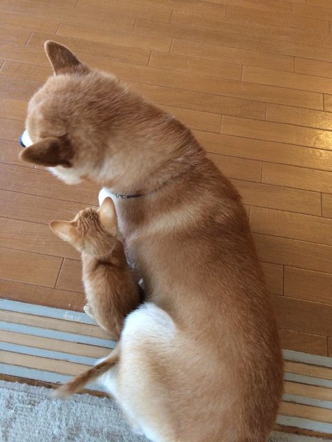 ちまきくんを保護してからの2匹（提供：エンとちぃさん）