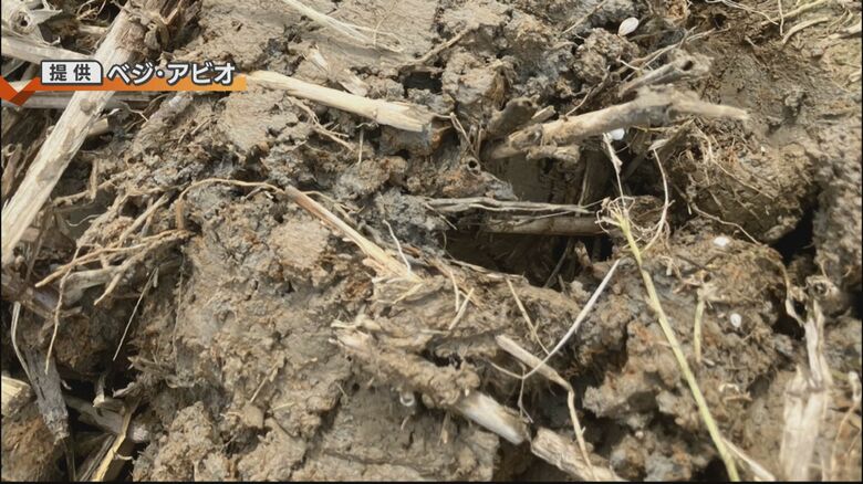 節水型乾田直播