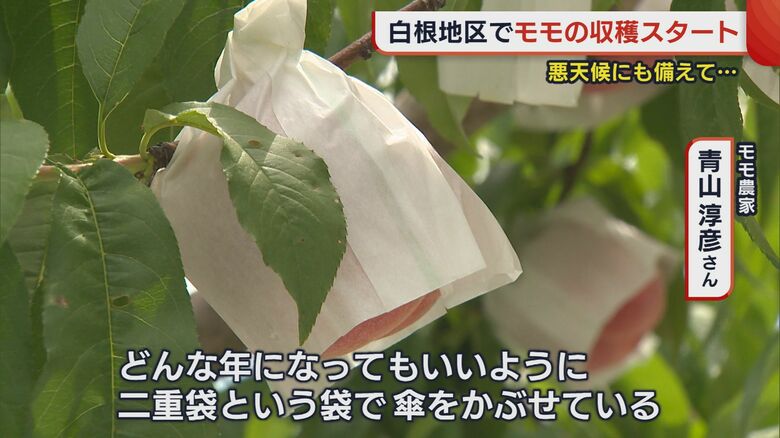 「二重袋」をかぶせ直射日光からモモを守る