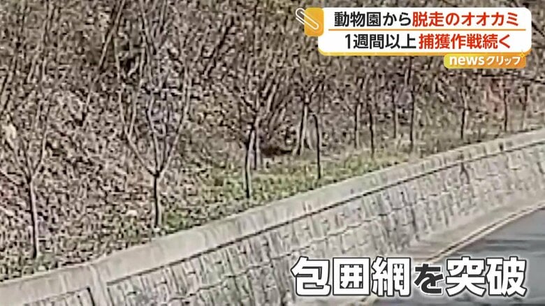 警察の包囲網を抜けてダッシュで逃げるオオカミ