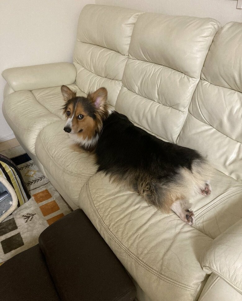 席は譲りませんとソファを占領