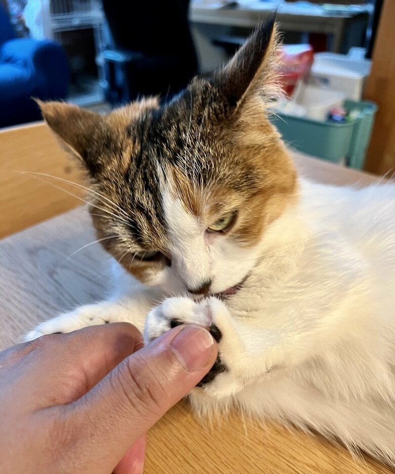 今はお触り禁止中