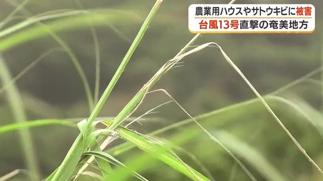 葉が裂けた サトウキビ