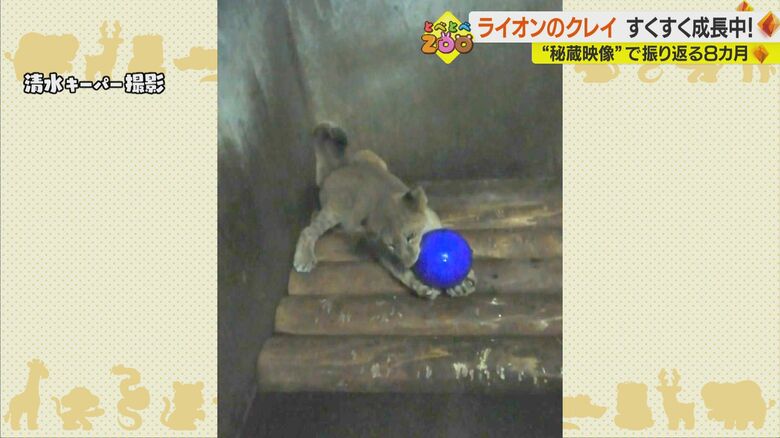 ボールをかむクレイ（清水キーパー撮影）