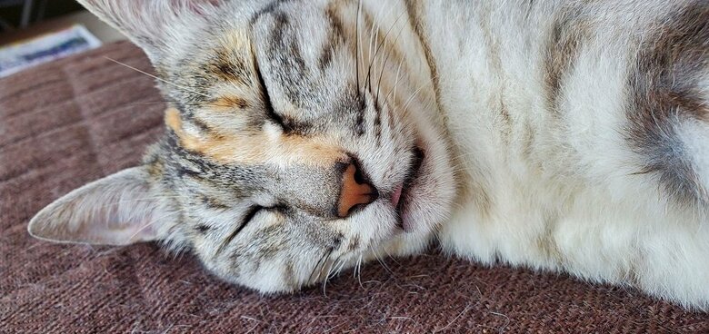 舌がちょろっと出ている