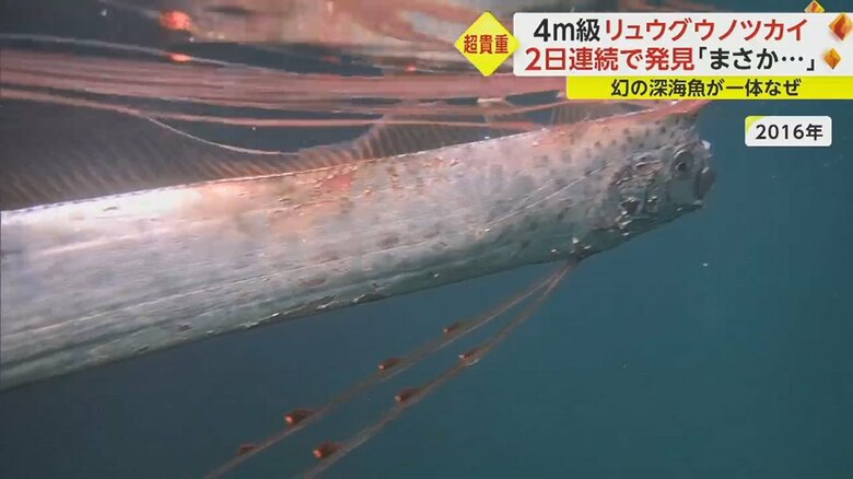 リュウグウノツカイは、水深200メートルから1000メートルの深海に生息