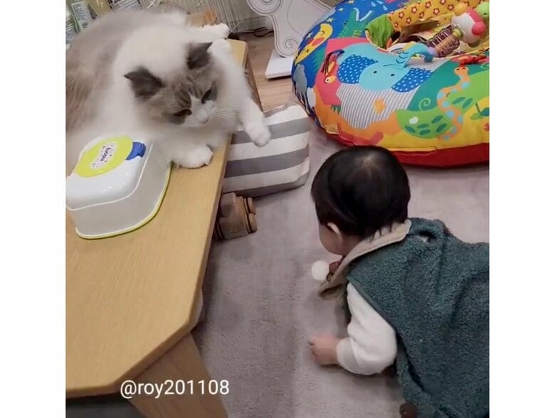 提供：ロイ(Roy)くん@ラグドールさん