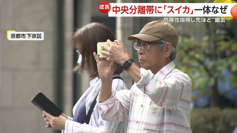 孤立した場所で大きく実ったスイカを撮影する人