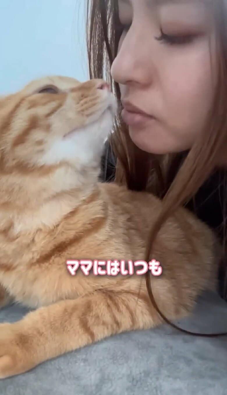 ママさんが大好きなとらまるくん