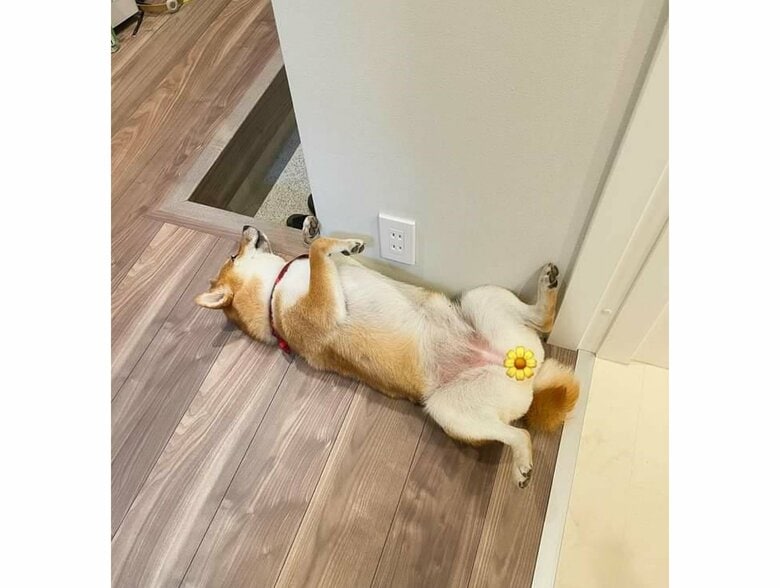 反対から見るとこんな体勢だった（提供：柴犬はらみさん）