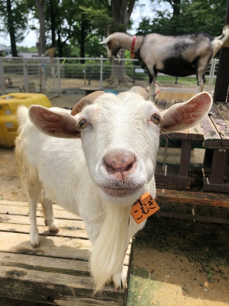 正面からの可愛らしい表情