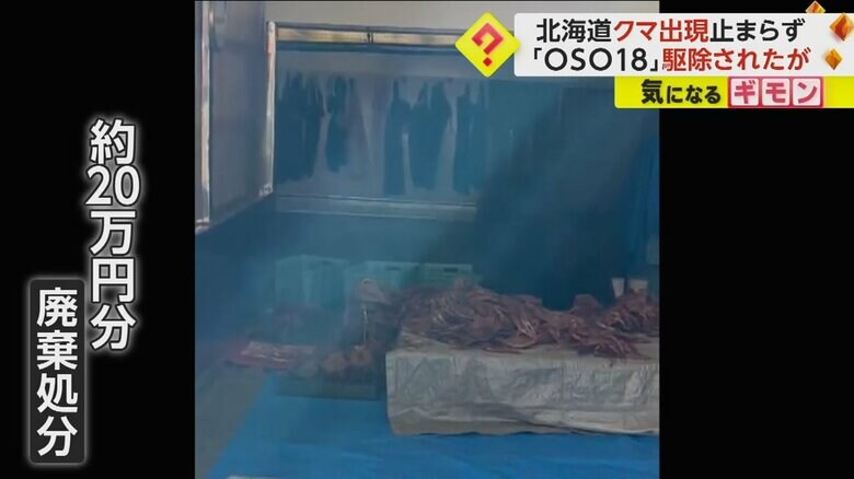 クマがスルメイカを食べている