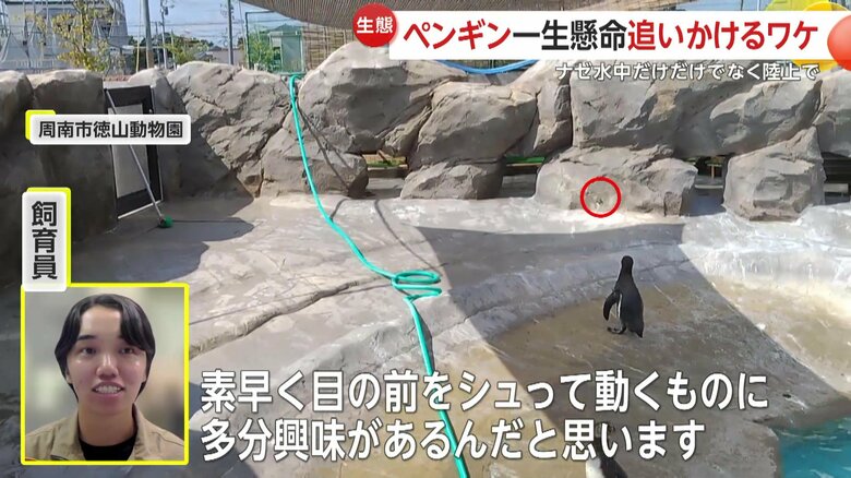 野生の本能で興味を引かれてしまうペンギン（映像提供：周南市徳山動物園）