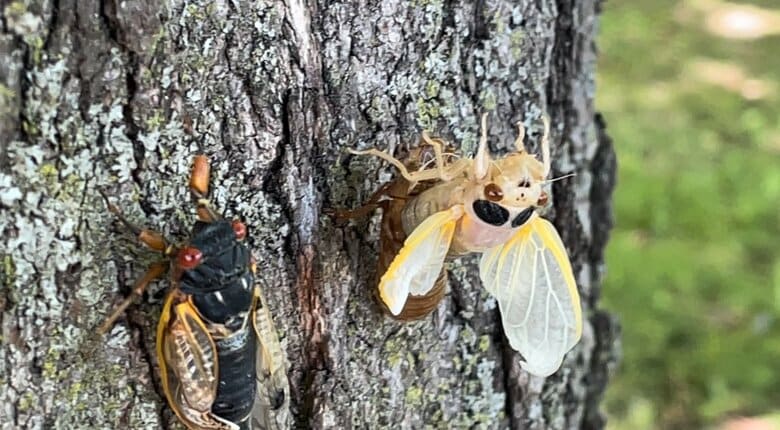 左が成虫、右が羽化の最中のセミ