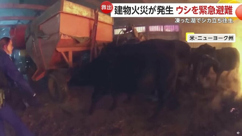 警察官の誘導で避難することができた動物たち