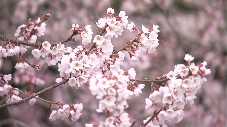 福島県指定天然記念物のエドヒガンザクラ