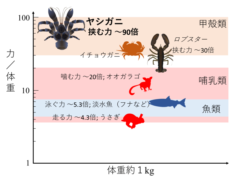 体重1kgでの単位体重あたりの最大力の比較　　提供：国立研究開発法人 物質・材料研究機構