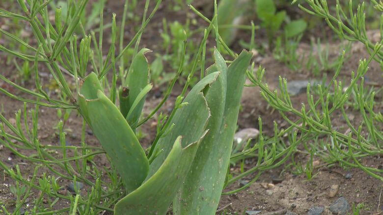 茎や葉が食いちぎられたチューリップ