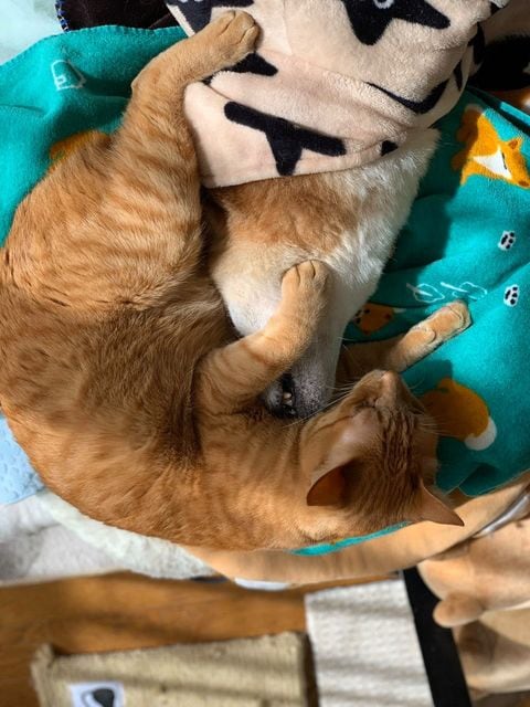 エンくんがシニアになってからのちまきくん（提供：エンとちぃさん）