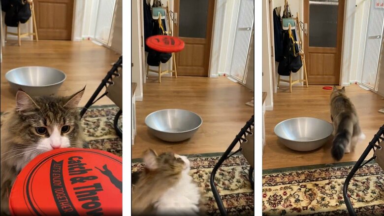 飼い主さんが投げたディスクを目で追い…（提供：しろあんでっかい北欧猫さん）