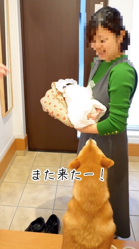 また来たー！（提供：柴犬 むぎさん）