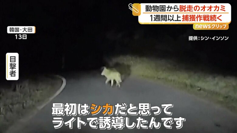 動物園から脱走し道路を歩くオオカミ