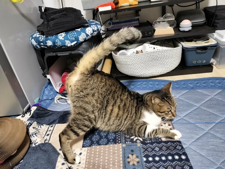提供：猫のテトさん