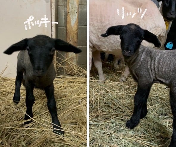 動画の時点ではまだ名前が決まっていなかった2頭（東武動物公園公式X @tobuzoo7より）