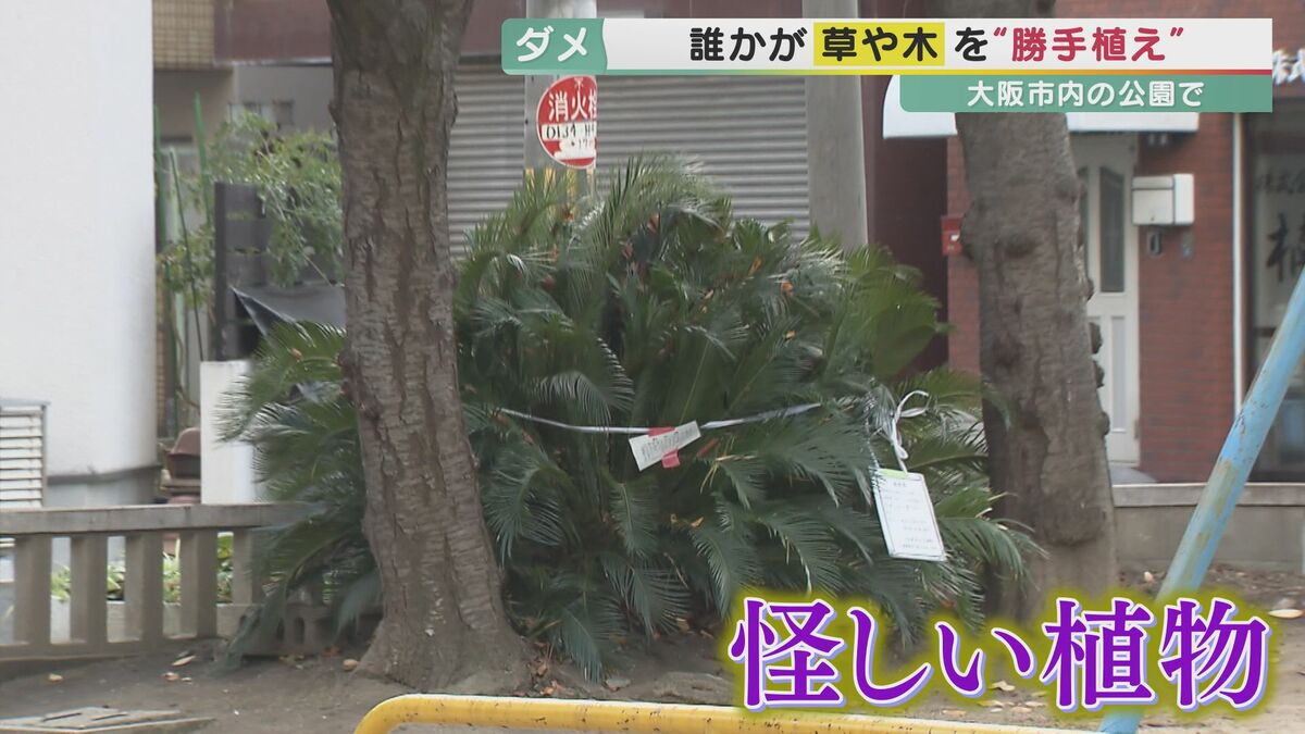 20260408公園の植栽など！大量受注承ります(！ 誰が植えたか「勝手植え」大阪の公園に管理外の植物 なかには子供に
