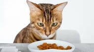 猫がごはんに飽きる理由は？飽きたごはんVSまずいごはんならどっちがマシ？ごはん係が知っておきたい猫のこだわり