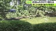 2日にかけての雨で地盤緩んだか…名城公園で高さ約10mのクロマツ2本倒れる 付近では6月にも別の木が