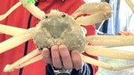 “見たことない”『大型の白ズワイガニ』水揚げされる「40年以上カニを売っているが見たことない」直売店の店長も驚き