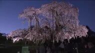 満開の三春滝桜　夜に照らされる圧巻の佇まい　今年はふくしまDCの一環で竹灯篭も華やかさを添える