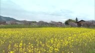 鮮やかな“黄色のじゅうたん”に県外客は絶賛！奈義町の田園地帯で菜の花が見頃　桜との競演も【岡山】