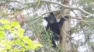 【クマ被害】居間で休んでいたら物音が…振り向くとクマ!80代女性が1人で暮らす民家にクマが現れ窓ガラスを割られる被害 女性にケガなし