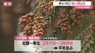 今年春のスギ花粉の飛散量は？日本気象協会が「飛散予測」・山形