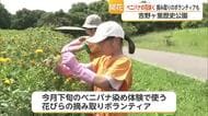 吉野ヶ里歴史公園でベニバナの花咲く　摘み取りボランティアやミニブーケ作り体験も【佐賀県】