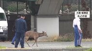 奈良公演のシカが大阪府警に“出頭”か　捕獲も視野　奈良県「奈良公園を出たら天然記念物ではなく野生動物」