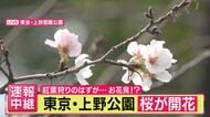 【異変？】東京・上野公園で秋なのに…“サクラ”開花「今まで見たことない」20年見守る管理人驚きも　実は専門家「よくあること」　原因は“葉の虫食い”植物ホルモンに影響か　来春の花見に影響は？