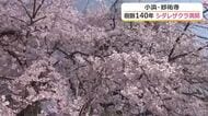 樹齢140年以上　小浜市・妙祐寺のシダレザクラが満開　山梨県・久遠寺から檀家が苗持ち帰る　今週いっぱいが見ごろ　福井