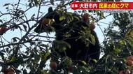 「柿の木にクマがいる」大野市で民家の庭先に出没　川へ逃げたため檻を設置　出没相次ぎ市が警戒