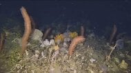 【初撮影】南極の海中は“色鮮やかな”世界だった…まるでエイリアン?カメラが捉えた貴重な生物も