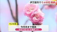 伊万里市 ウメが例年より早く見頃迎える 週末は「梅まつり」【佐賀県】