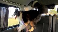 「ひゃっはぁぁぁぁぁ」車に乗ってテンションが上がった犬がアニメのキャラみたい…まだMAXじゃなかった?その後を聞いた