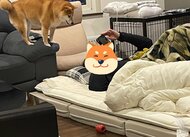「またあいつのとこに…」ソファから“飛び降りる先を決めた柴犬”が話題! 気になるその後を聞いた