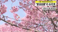 早咲きの桜で”宴会自粛”の花見　大阪・花博記念公園