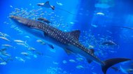 ジンベイザメの目は“大量の歯”に覆われていると判明…一体どういうこと?研究チームに聞いた
